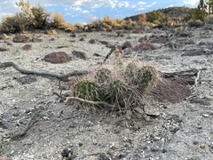 Opuntia polyacantha erinacea