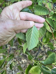 Alnus rhombifolia