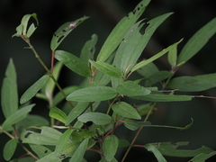 Boehmeria densiflora