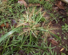 Cyperus distans