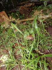 Cyperus distans