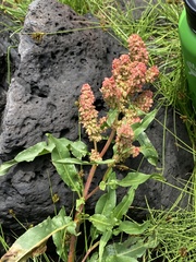 Rumex salicifolius