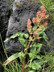 Rumex salicifolius