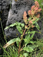 Rumex salicifolius