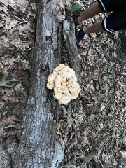 Laetiporus cincinnatus