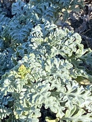 Ambrosia chamissonis