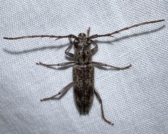 Elaphidion mucronatum