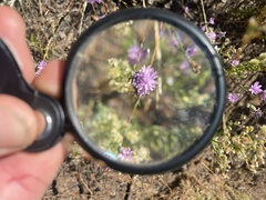 Lessingia leptoclada