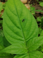 Dicranosepsis