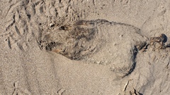 Arctocephalus australis