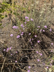 Lessingia leptoclada