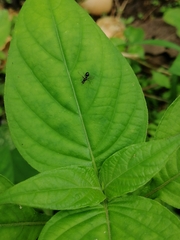 Dicranosepsis