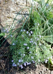 Hedeoma hyssopifolia
