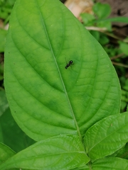 Dicranosepsis