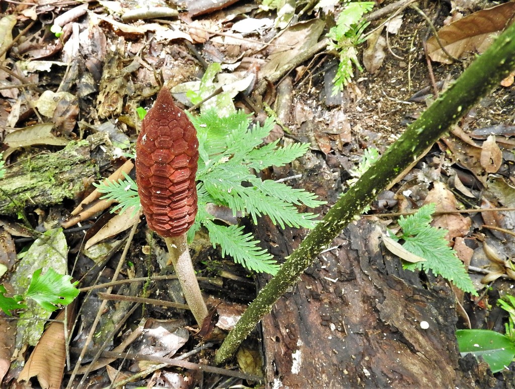 Zamia manicata
