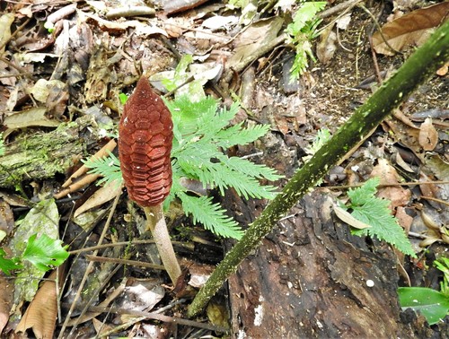 Zamia manicata