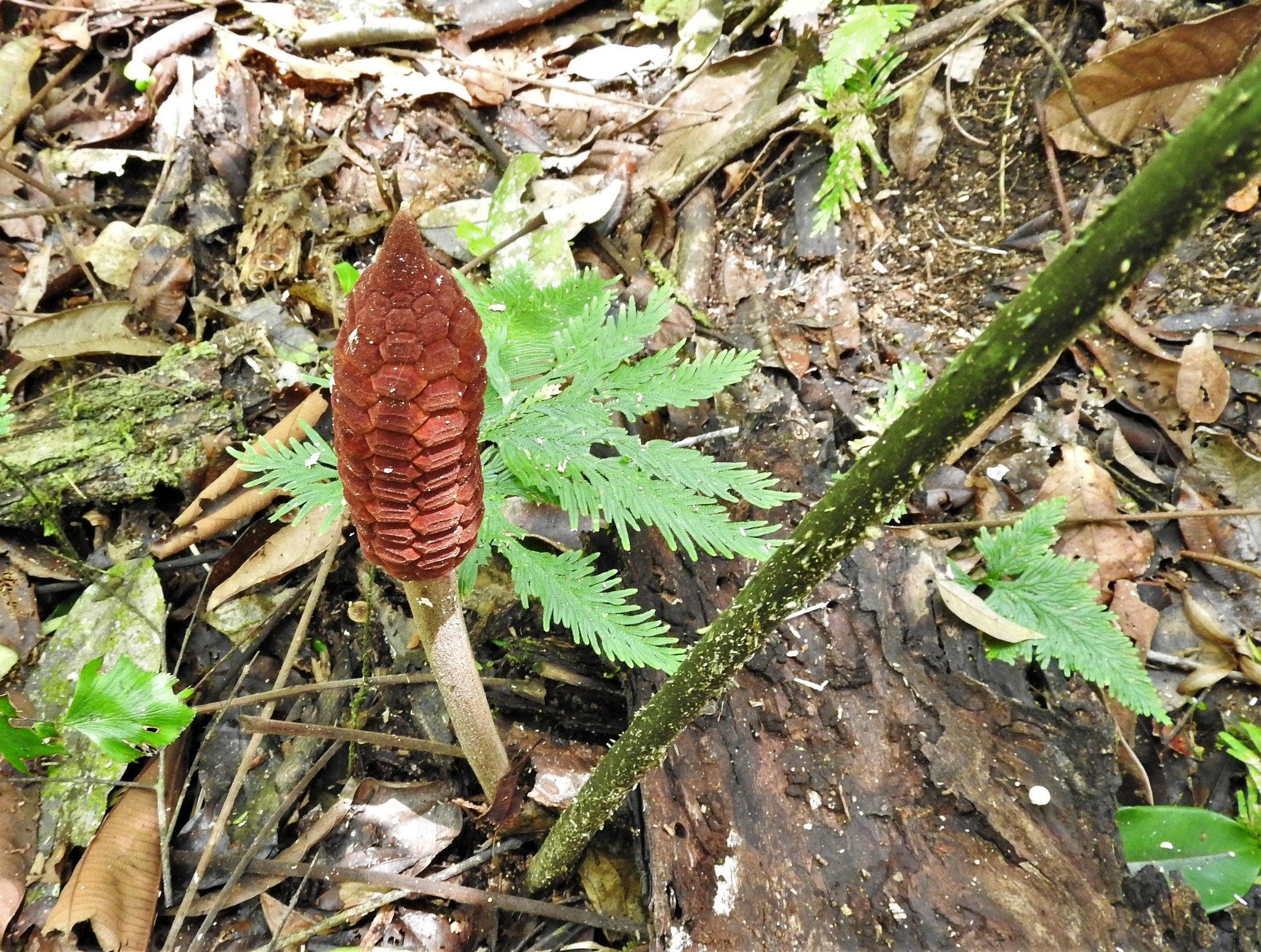 Zamia manicata