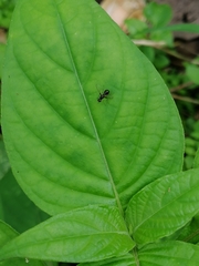 Dicranosepsis