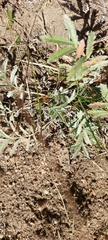Potentilla hippiana