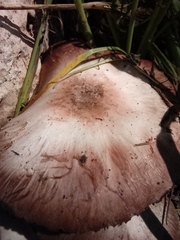 Agaricus
