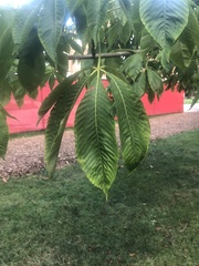 Aesculus flava