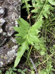 Cirsium osterhoutii