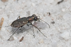 Cicindela repanda