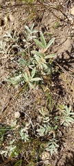 Potentilla hippiana