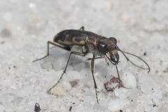 Cicindela repanda