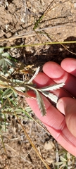 Potentilla hippiana