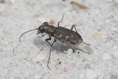Cicindela repanda