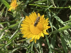 Syrphini