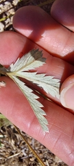Potentilla hippiana