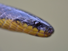 Atractus crassicaudatus