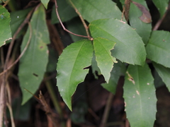 Ardisia cornudentata morrisonensis