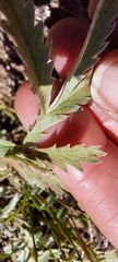 Potentilla hippiana