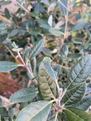 Feijoa sellowiana