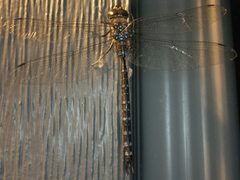 Aeshna tuberculifera