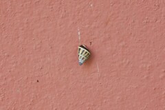 Amphidromus glaucolarynx
