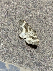 Epirrhoe alternata