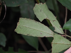 Ardisia cornudentata morrisonensis