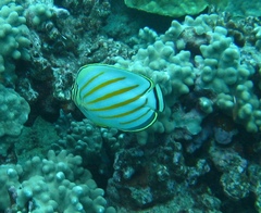 Chaetodon ornatissimus