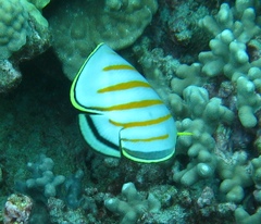 Chaetodon ornatissimus