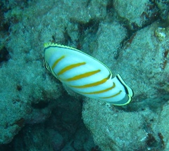 Chaetodon ornatissimus
