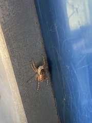 Menemerus semilimbatus