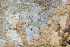 Herennia multipuncta