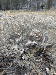 Eriogonum wrightii