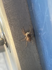 Menemerus semilimbatus