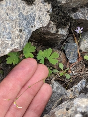 Montia parvifolia