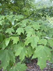 Acer floridanum